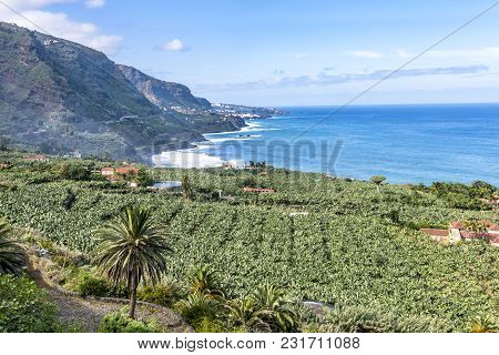 Tenerife - Banana Plantation And Steep Coast At Los Realejos