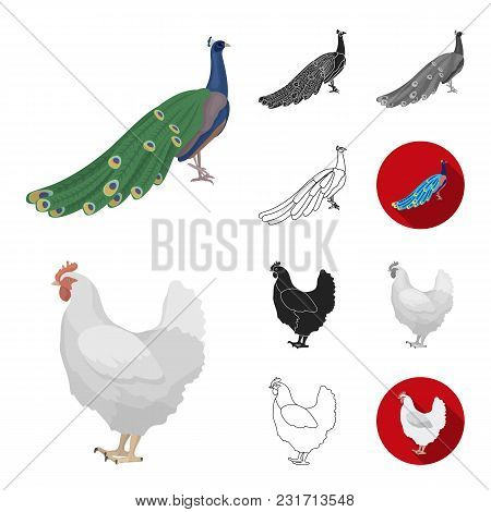 Types Of Birds Cartoon, Black, Flat, Monochrome, Outline Icons In Set Collection For Design. Home An