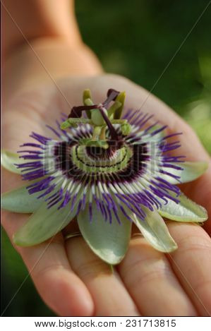 Passion Flower Being Held In A Hand