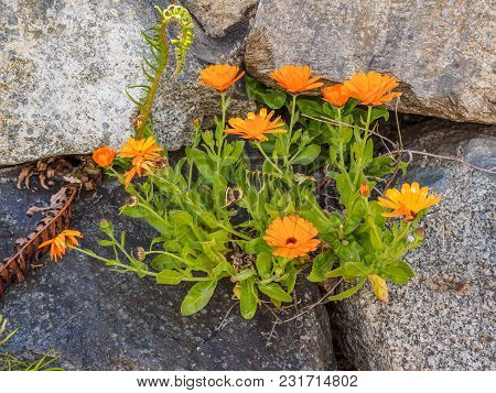 Wallflowers (erysimum) On The Rocky Wall
