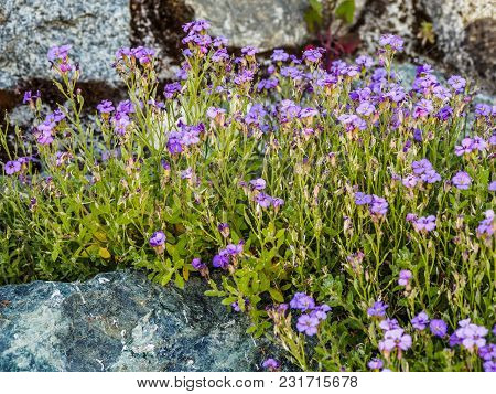Wallflowers (erysimum) On The Rocky Wall