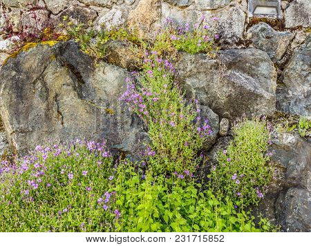 Wallflowers (erysimum) On The Rocky Wall