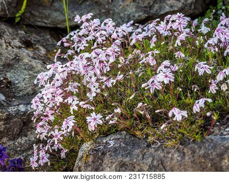Wallflowers (erysimum) On The Rocky Wall