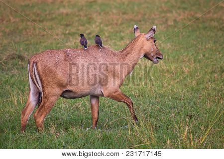 Female Nilgai With Brahminy Mynas Sitting On Her In Keoladeo National Park, Bharatpur, India. Nilgai