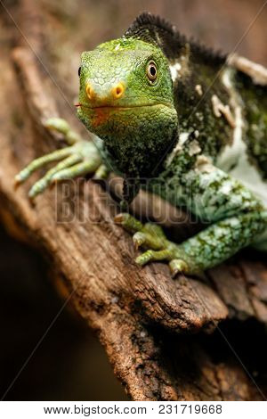Portrait Of Fijian Crested Iguana (brachylophus Vitiensis) On Viti Levu Island, Fiji. It Is Critical