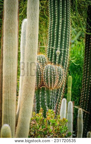 Large Cactus Cephalocereus Senilis With Long Hair In Garden