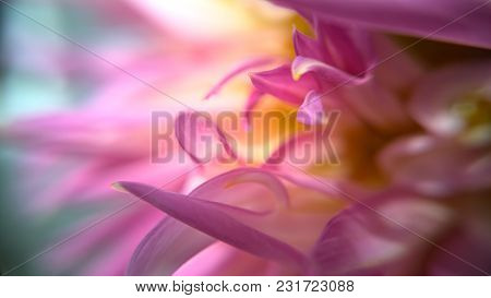 Macro Of A Pink Flower, Petals Flow To A Blured Blue And Pink Background.