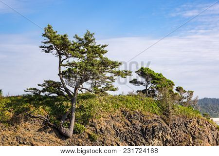 A Tree Growing On A Rocky Hillside At The Oreogn Coast
