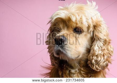 Close-up Of An American Cocker Spaniel On A Pink Background