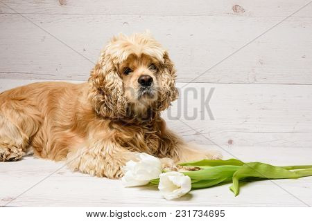 American Cocker Spaniel With Bouquet Of Tulips On A Wooden Background