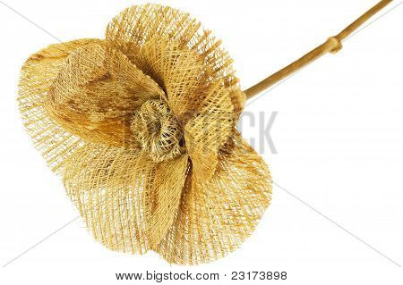 Straw Flower, isolated