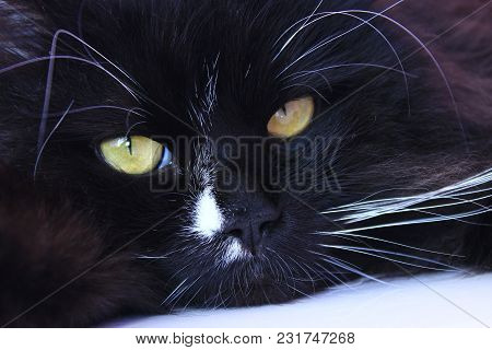 Muzzle Of Cat. Close-up. Muzzle Of Black Cat. Lazy Pet. Domestic Animal