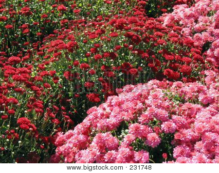 Mamás de caída roja y rosada