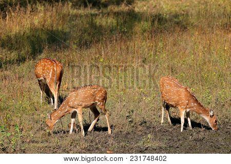 Spotted deer (Axis axis) in natural habitat, Kanha National Park, India