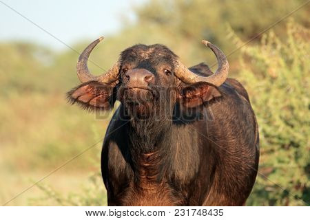 Portrait of an African or Cape buffalo (Syncerus caffer), Mokala National park, South Africa