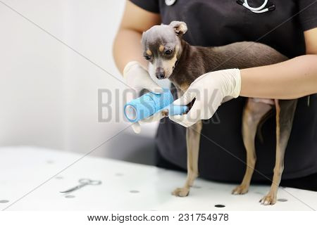 Female Veterinarian Doctor During The Examination In Veterinary Clinic. Little Dog Terrier With Brok