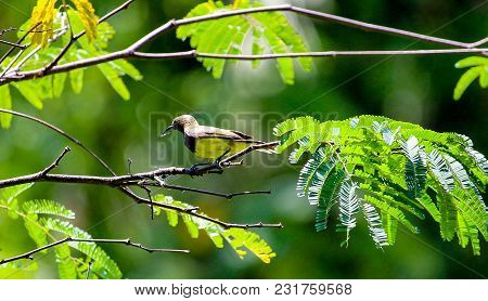 Spider Catcher Bird With Hooked Beak Perched On Branch