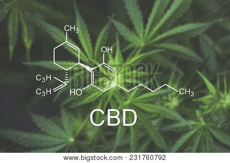 Cbn Cannabis Flowers At The Onset Of Flowering