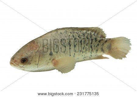 A Fish Has Name Climbing Perch Or Scientific Name Anabas Testudineus Isolated On White Background ,i