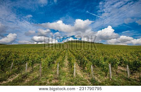The Grand Cru Vineyards Of Chablis, Burgundy, France