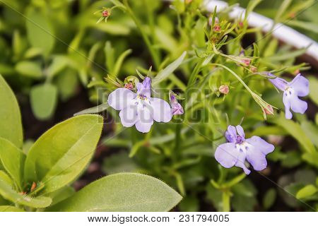 Viola Odorata Purple Flower. Common Or Garden Violet Plant In A Garden At Spring.