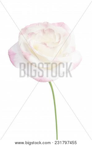 Single Pink Rose Isolated On White Background(eustoma Flower)