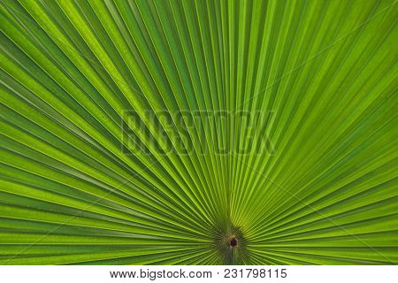 Green Footstool Palm Leaf Through Which The Sun Shines Through.