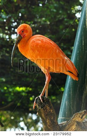 Scarlet Ibis