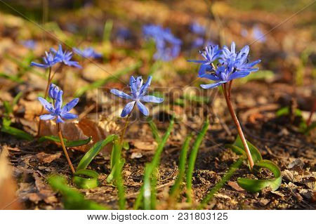 Scilla Bifolia Flower, Known As The Alpine Squill Or The Two-leaf Squill
