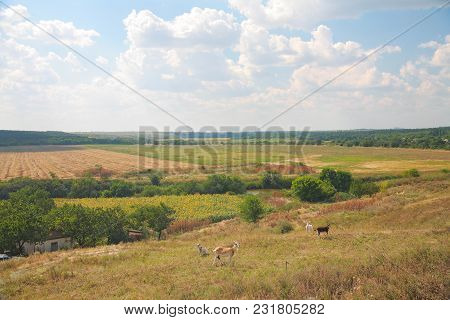 Countryside Landscape. In The Foreground Of Grazing Goats, Then A Field Of Sunflowers, River, Forest