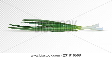 Bunch Of Fresh Green Onions. Vector Illustration. Photo Realistic Vector Green Onion.