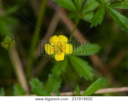 Tormentil Or Septfoil Potentilla Erecta Flower Macro, Selective Focus, Shallow Dof.