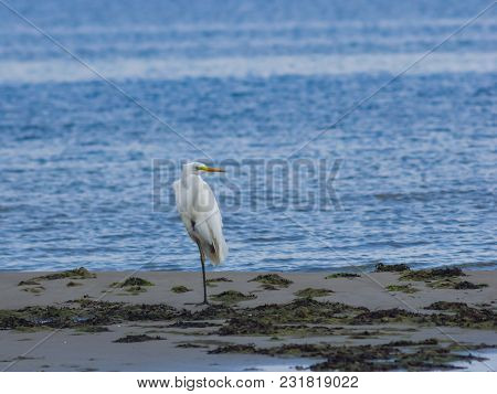 Great White Heron Or Great Egret, Ardea Alba, Close-up Portrait At Sea Shore With Bokeh Background, 