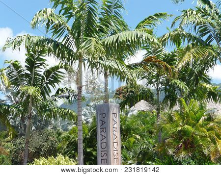 The Paradise Beach At The Small Antilles Island Nevis In The Carabbean Sea