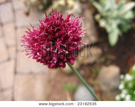 rødlig løg blomst