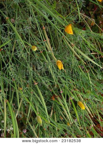 California poppy blomstrer med overlappende stilke