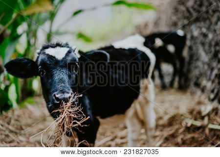 Portrait Of Black And White Cow Eating Hay. Domestic Animal On Santo Antao, Cape Verde.