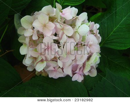 hortensia tæt mod skygge