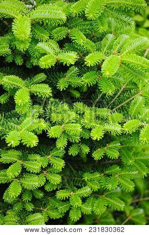 Abies Koreana, Cultivar Of Korean Fir With Fresh Buds In Spring