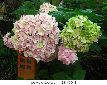 grønne og lyserøde hortensia
