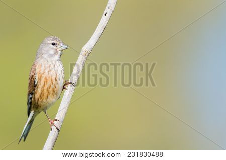 Female Carduelis Cannabina Or Pardillo Comun With Copy Space For Text
