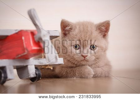 The Kitty Lies Near The Toy Plane. Young Cat Pilot. Good As Background, Wallpaper. The Cat Is Playin