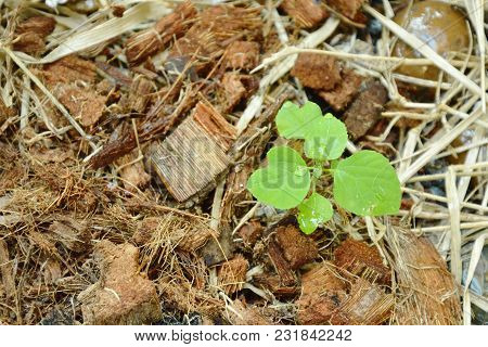Young Indian Copper Leaf Tropical Herb For Feeding And Antidote To Cat  Growth On Spathe Ground