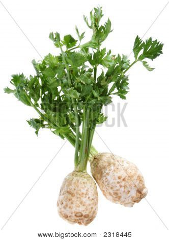 ขึ้นฉ่าย มีราก