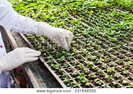 Woman Biologist Hands Reseaches Sprout In Greenhouse