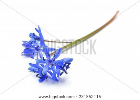 Scilla Bifolia Flower, Known As The Alpine Squill Or The Two-leaf Squill