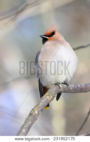 Waxwing Is Forest Beautiful Colorful Bird Birds
