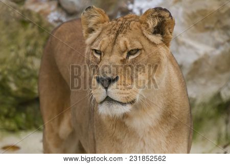 Close-up Photo Portrait Of A Barbary Lioness