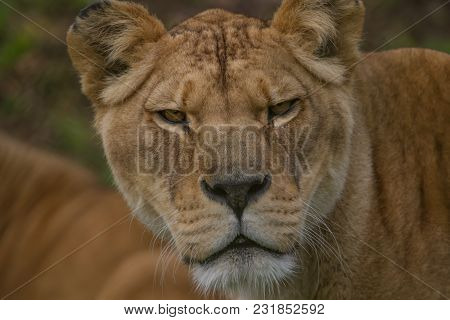 Close-up Photo Portrait Of A Barbary Lioness
