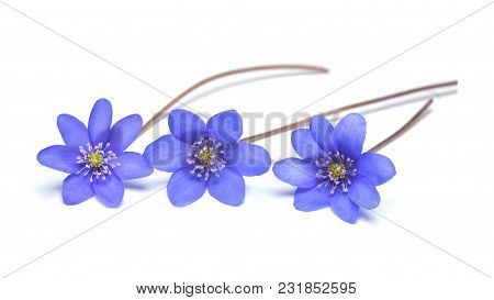 Hepatica Nobilis Flower, Known As Liverleaf Isolated On White